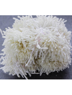 Тычинки Сахарные около 140 нитей , цвет слоновая кость