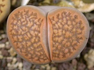 Lithops hallii (brown form) С 136 - 10 семян