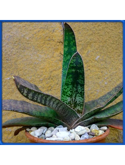 Gasteria croucheri, Klaasvoods
