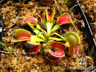 Dionaea muscipula Crocodile