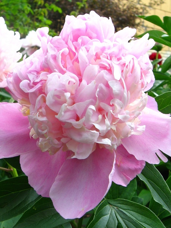 ПИОНЫ \PEONIA\ - олимпиада-80
