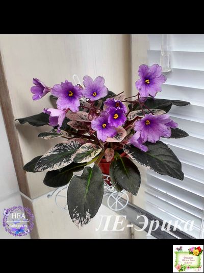 ЛЕ-Эрика (Е. Лебецкая) трейлер