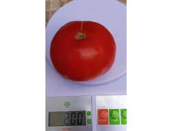 Томат Бабушкин из тайги ( усл.)