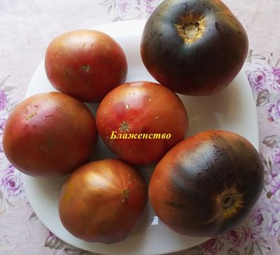 Томат Блаженство