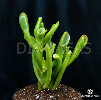 Crassula Hobbit