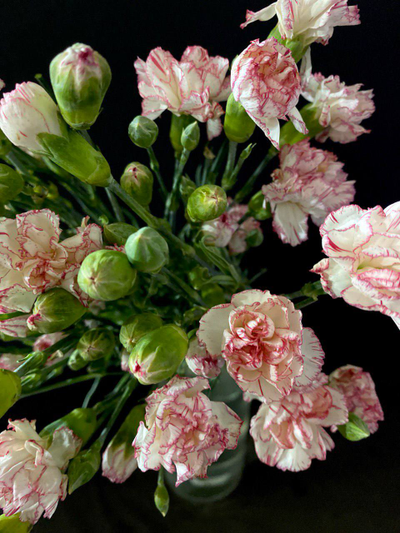 Гвоздика кустовая 15 шт