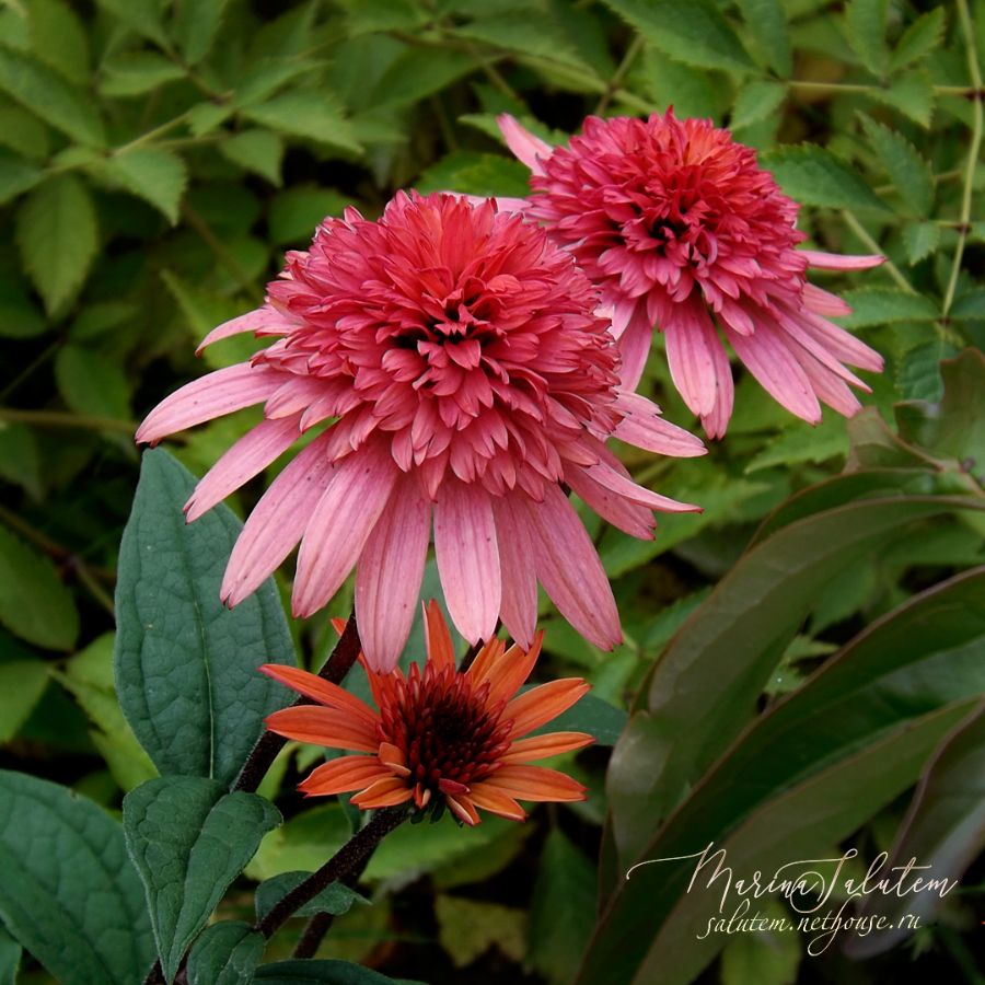 Echinacea Raspberry Truffles.