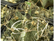 Astrophytum capricorne - 5 семян