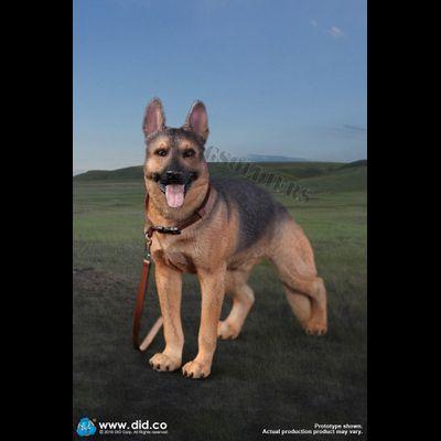 Немецкая овчарка (Служебная собака) - Коллекционная ФИГУРКА 1/6 scale German Shepherd (AS003) - DID