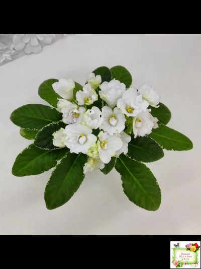 ЛЕ-Стрекоза (Е. Лебецкая) 2020 г. (пестролистный лонг)