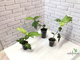 Ficus montana / фикус Монтана горный