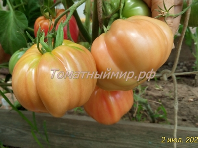 Томат Бабушкин секрет