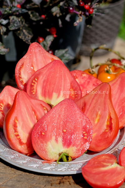 Томат Кызыл Тау, 10 шт