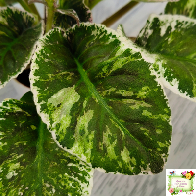 КНН-Крокус (Н. Куриленко) 2022 г. (лист с детками посажен 23.07.25)