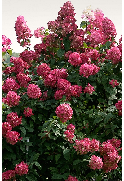 Гортензия метельчатая Wim's Red