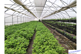 Производство семенного материала