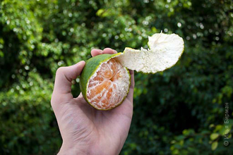 Мандарин зеленый (Citrus reticulata) Грузия, 5 мл - 100% натуральное эфирное масло