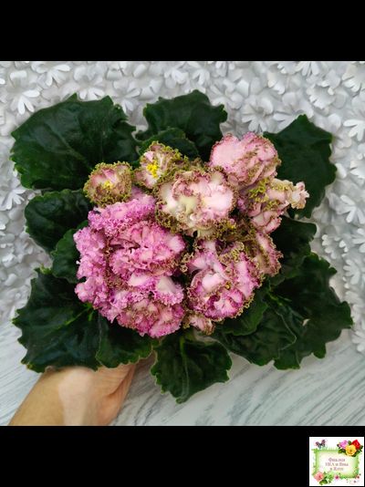 ЛЕ-Медуница (Е. Лебецкая) 2020 г.