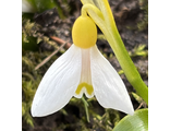 Galanthus transcaucasicus