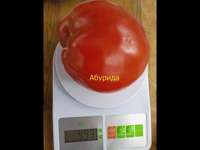 Томат Абурида