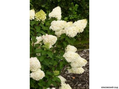 Гортензия метельчатая Силвер Доллар