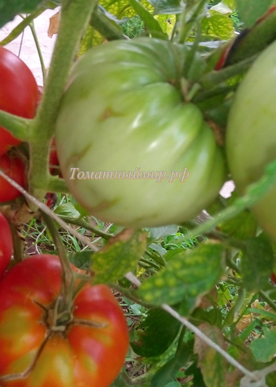 Томат Мегамутт (Megamutt , США)