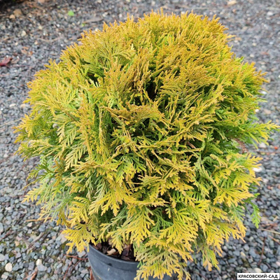 Туя Меджем - Mirjam