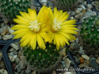 Parodia microsperma VG-1346-1 (семена)