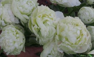Paeonia Mrs. A. M. Brand