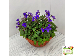 Teeny Bopper (L.Lyon) 5017 (08/27/1982) трейлер