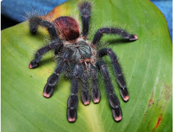 Avicularia velutina