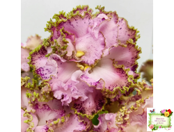 ЛЕ-Медуница (Е. Лебецкая) 2020 г. (сортовая омоложенная розетка)