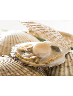 ГРЕБЕШОК НА 2 СТВОРКАХ