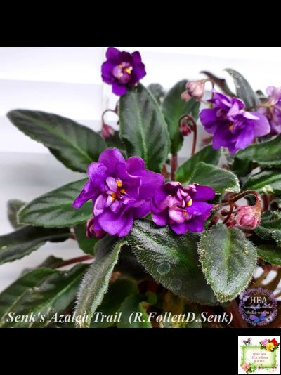 Senk's Azalea Trail (R.Follett/D.Senk) (9845) 01/30/2008 трейлер