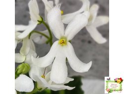 Lunar Lily white (селекционер неизвестен) (лист укоренённый)