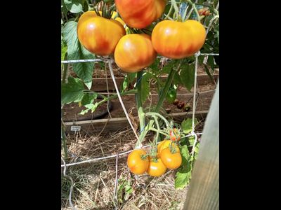 Томат Коралловая королева (Coral Queen)