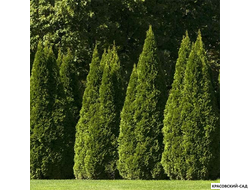 Туя Пирамидалис Компакта - Pyramidalis Compacta