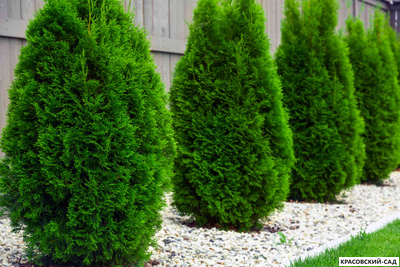Туя Смарагд - Smaragd