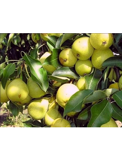 Груша Скороспелка из Мичуриска