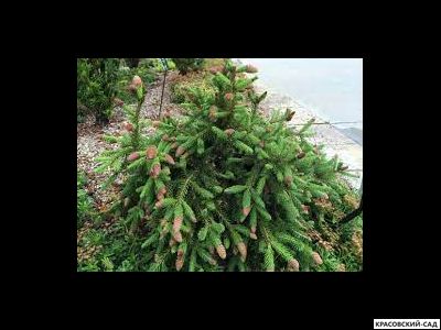 Ель обыкновенная Акрокона - Фото 1 - красовский-сад.рф