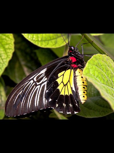 Салют из 10 тропических бабочек . Микс !