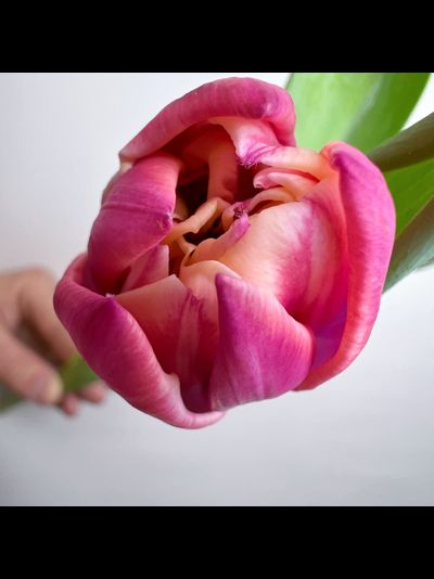 Букет пионовидных тюльпанов 15 шт Columbus