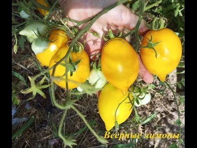 Томат Веерные лимоны (усл)