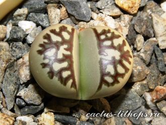 Lithops dorotheae C124 - 10 семян