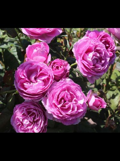 Кармен Вюрт (Karmen Wurth)