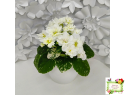 Adirondack Moon (S. Sorano) (детка)