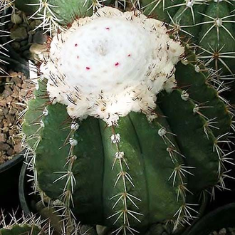 Melocactus schatzlii (D=22-25мм)