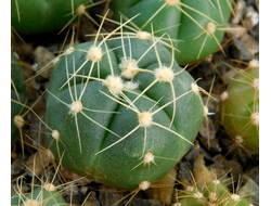 Gymnocalycium buenekeri GF 260 (D=15-20 мм)
