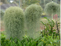 Тилландсия Spanish Moss (уснеевидная)