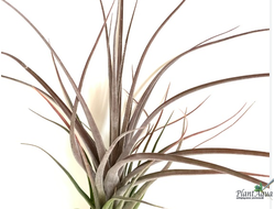 Тилландсия Streptophylla x novakii